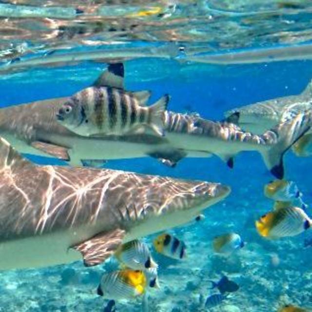 Shark tour on our honeymoon