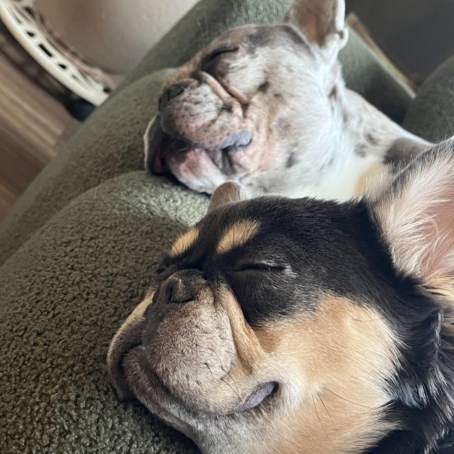 Frenchie Fund