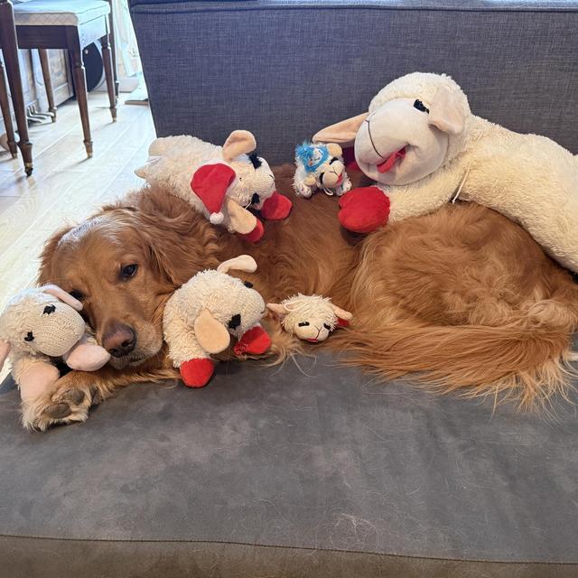 Atlas Lamb Chop Fund