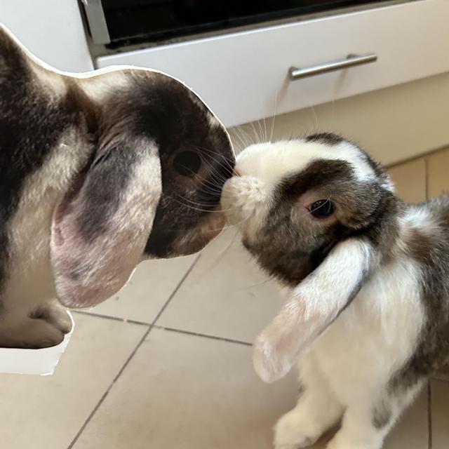 New Friend for CC (with Vaccinations + Spaying)