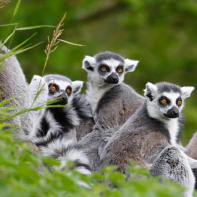 Full-Day Antananarivo, Ambohimanga and Lemurs Park Tour
