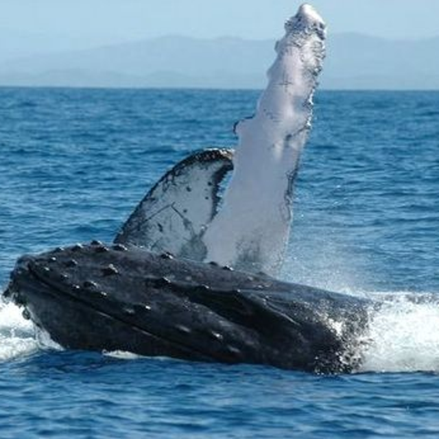 4 Day Whale Watching Tour