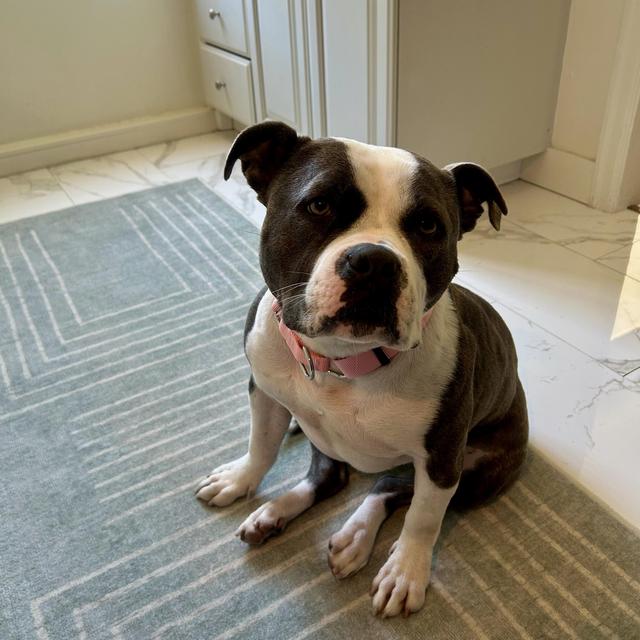June's Petsitting Fund for our Honeymoon