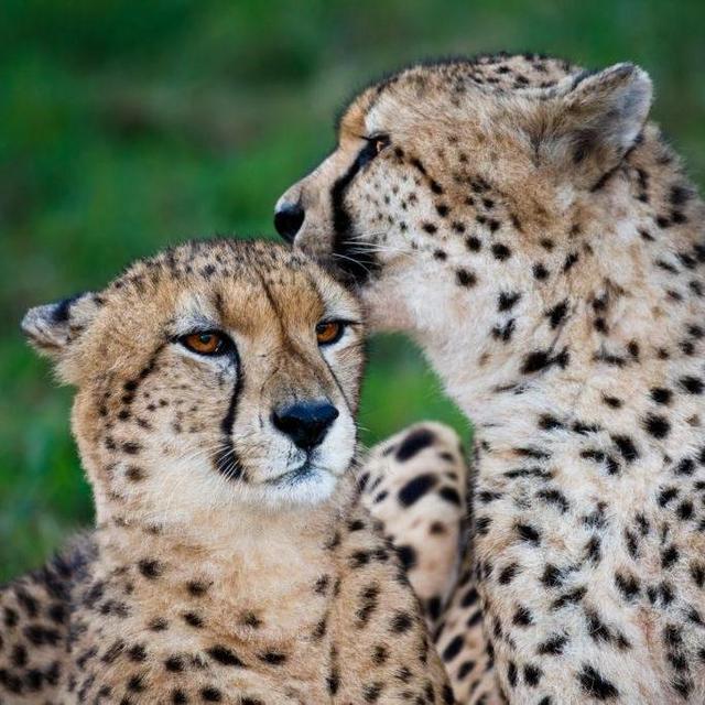 Volunteering at Cheetah Conservation in Namibia