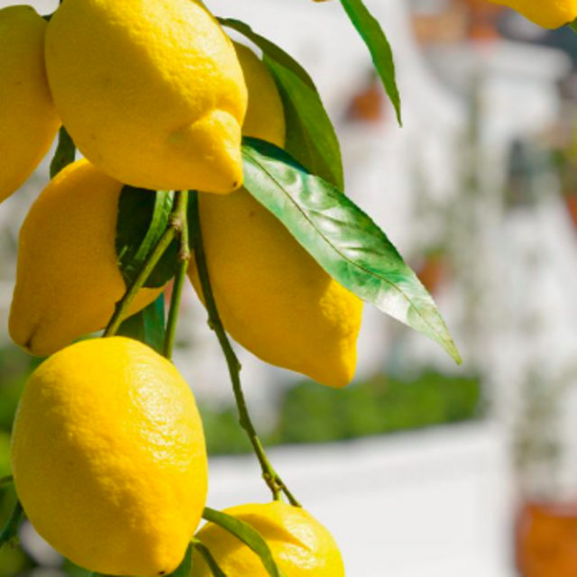 Limoncello Tasting in Positano