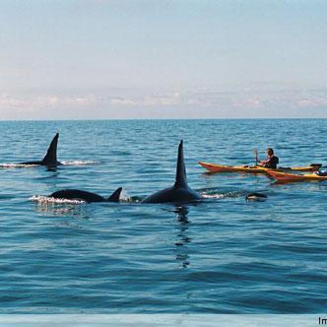 Whale watching in Kaikōura