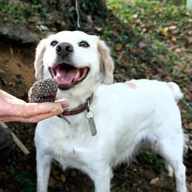Truffle Hunting and cooking with the spoils in Tuscany