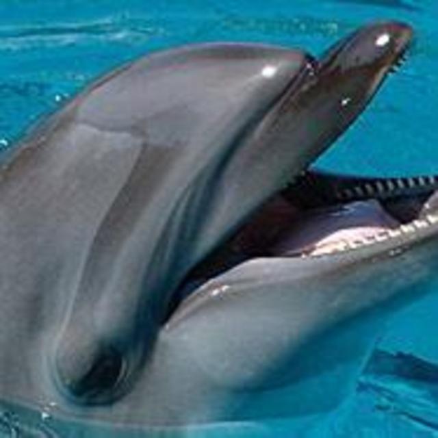 Dolphin Encounter!