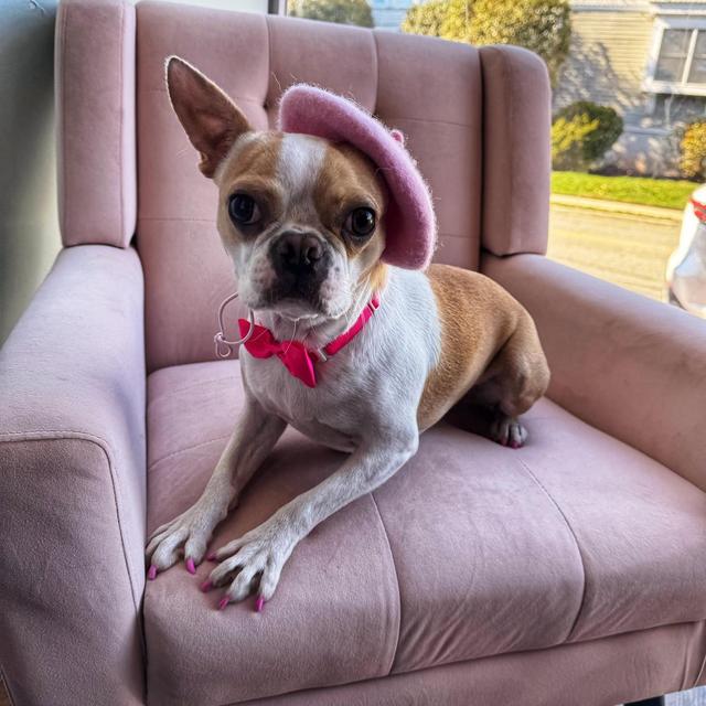 One Year Subscription To BarkBox For Peach