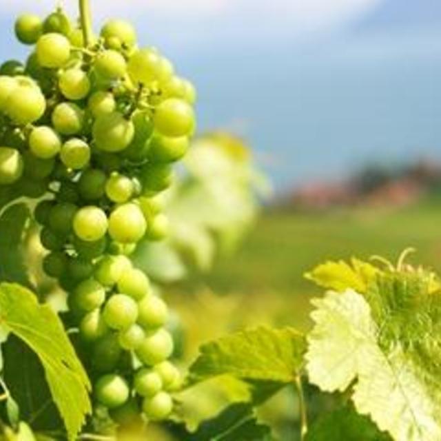 A Passion For Wine - Private Wine Tour to Azeitao