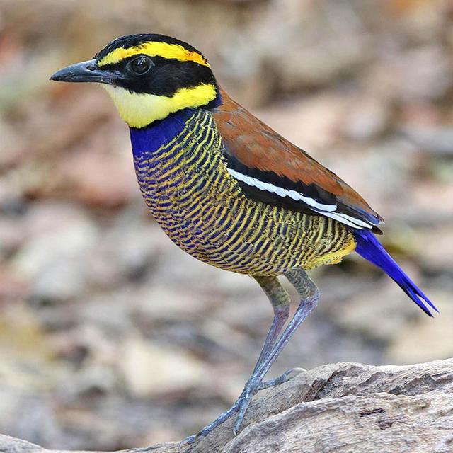 West Bali National Park Guided Tour