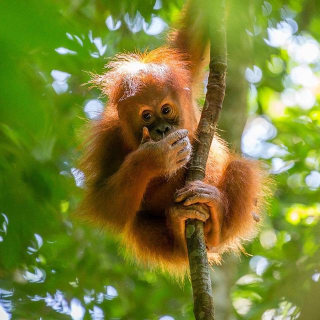Gunung Leuser National Park Adventure