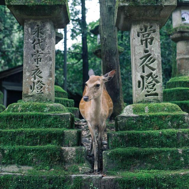 Nara Ryokan - Honeymoon Fund
