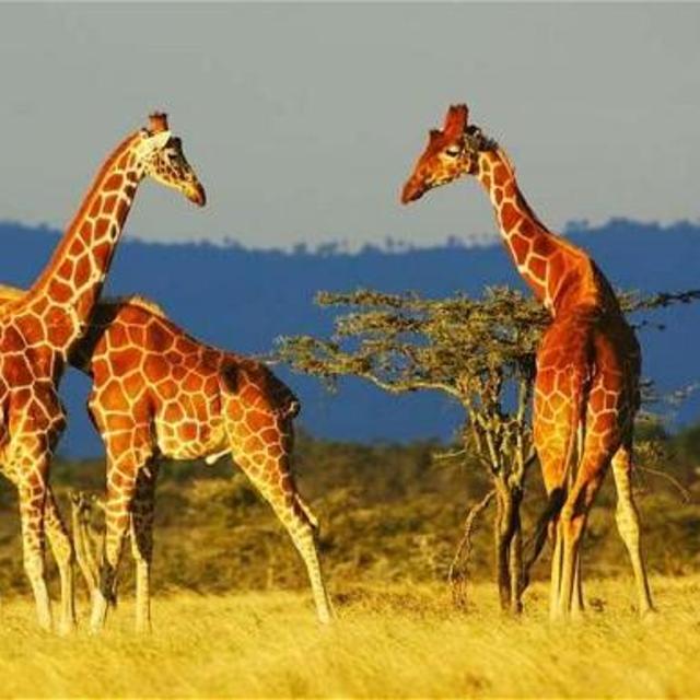 Honeymoon First Stop: South African Safari