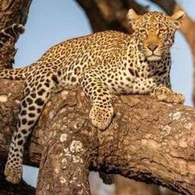 Sabi Sand Nature Reserve Tour