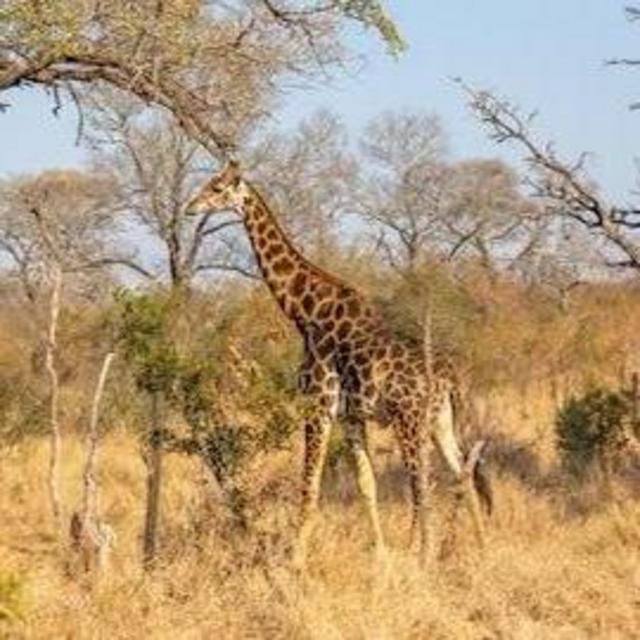 Notten's Bush Camp Safari Tour